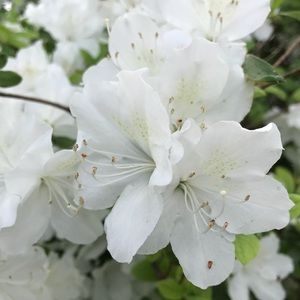 Meet your Posher, Ally